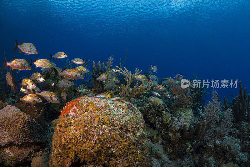 凯撒·格朗特(Haemulon碳水族馆)