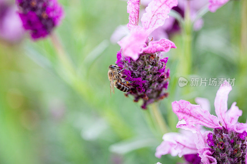 蜜蜂从薰衣草中采集花蜜和花粉