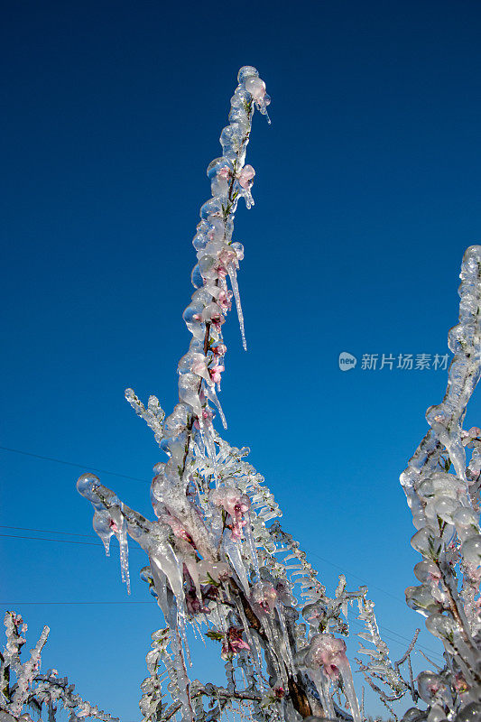 为防霜而人工制作雨夹雪的果树枝条的低角度视图