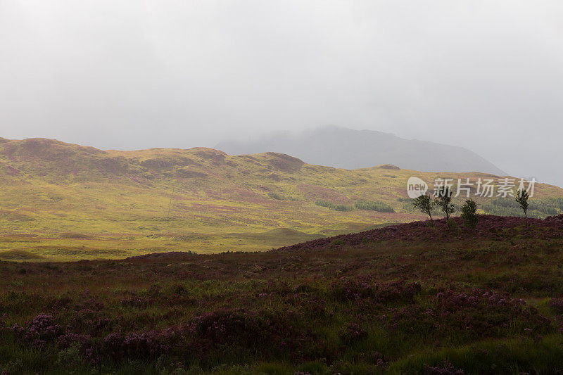盛开的石南花和一些孤独的树在兰诺克沼泽，苏格兰高地