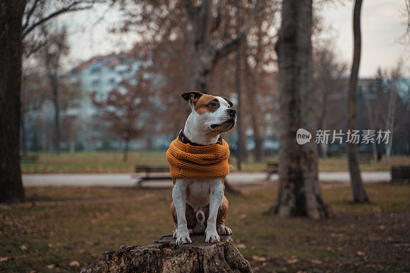 一条戴着黄色围巾的漂亮整洁的狗