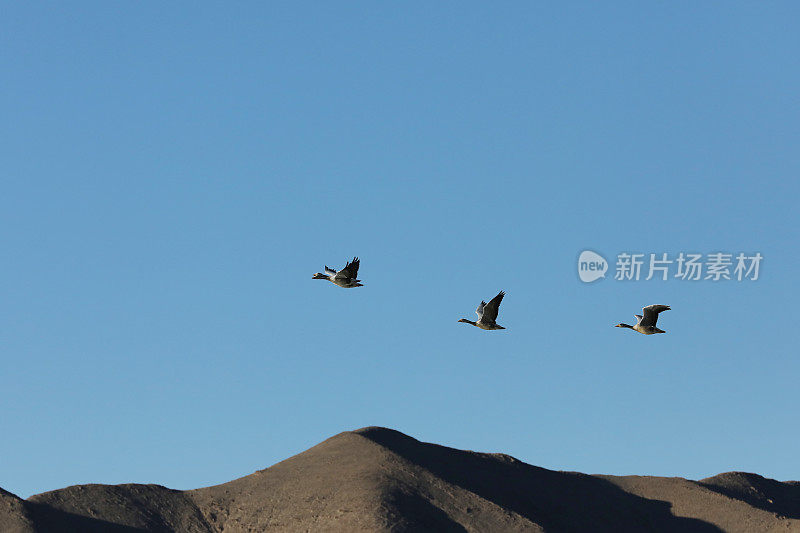 黑颈鹤在湖面上飞翔