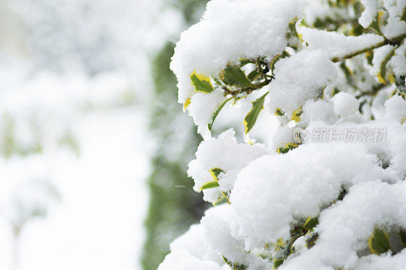 树枝上的雪-冬天的背景。