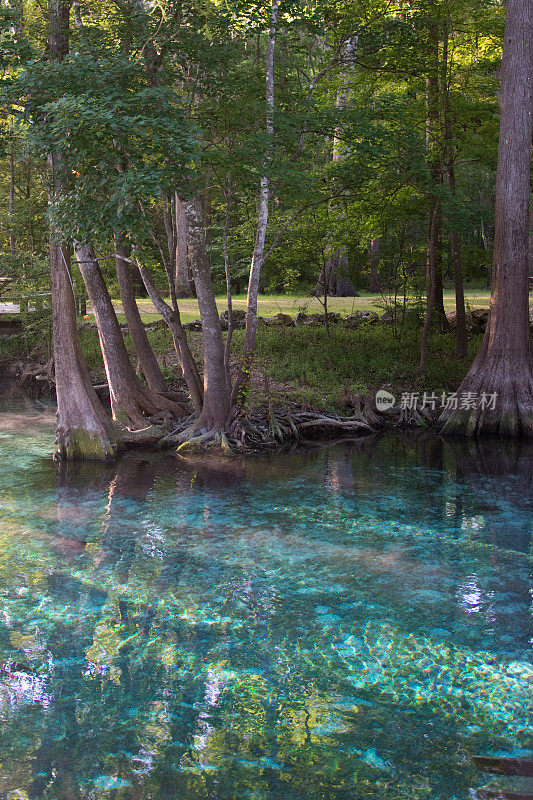 佛罗里达吉尼泉-碧绿晶莹的泻湖水