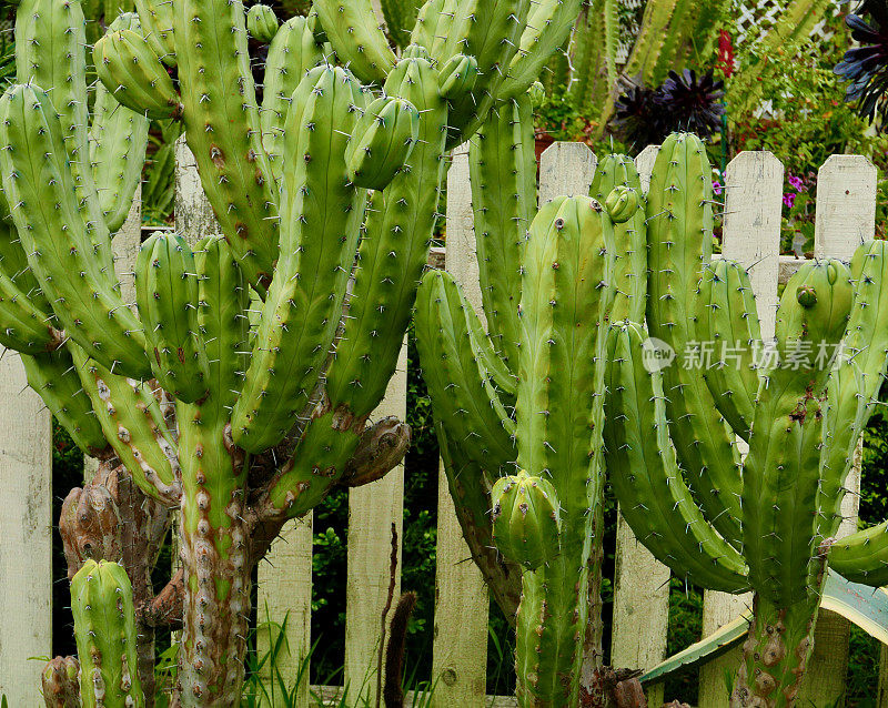 仙人掌植物特写