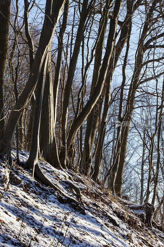 冬季杂草丛生的山毛榉树篱