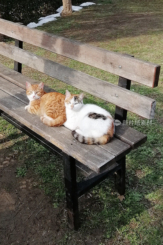 在日落中睡觉的猫