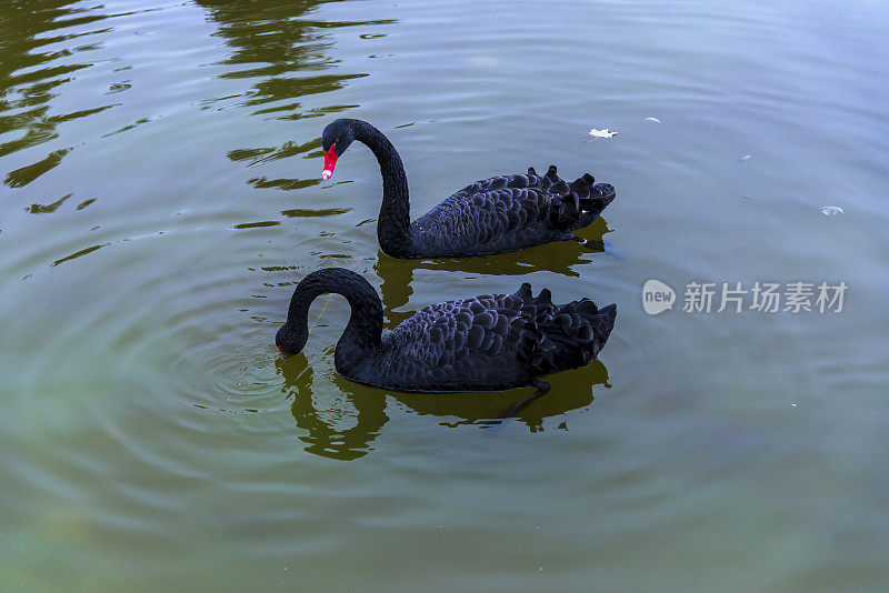 黑天鹅在水里。