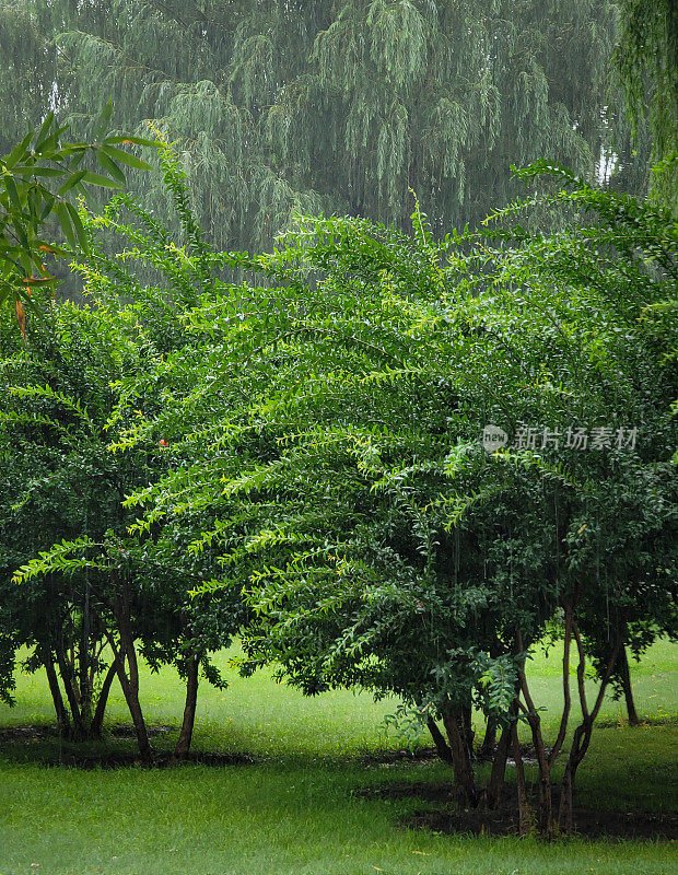 公园里的树林在下雨