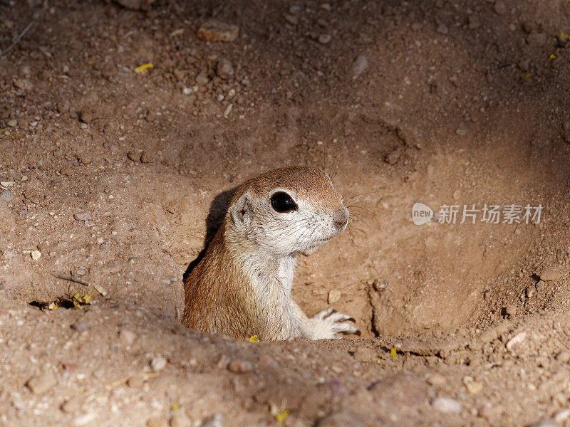 Round-tail地松鼠