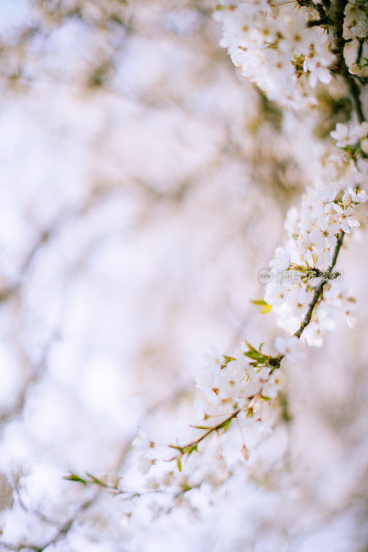 白花梅花树特写。