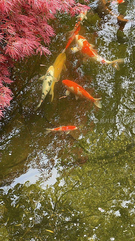 日本园林中的鱼塘中有大型锦鲤游弋，高档池鱼，琥珀，黄色ogons，日本枫树悬池，高架观景