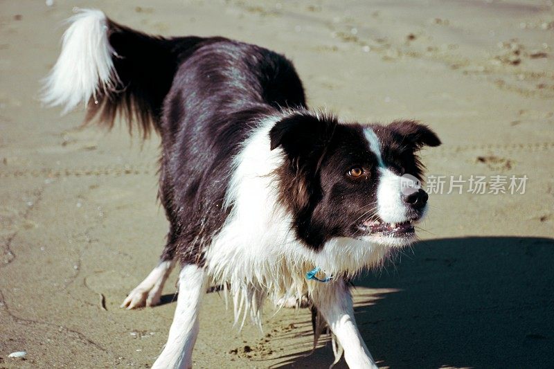 海滩上的柯利犬