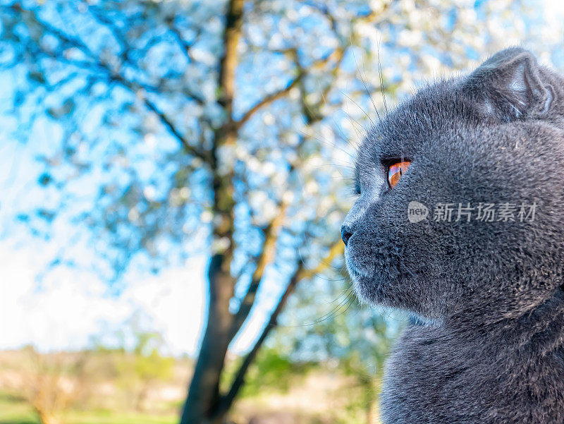 蓝色天空下一只灰色的苏格兰折猫的头。
