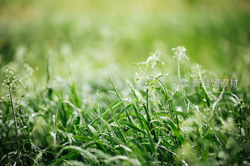 珍珠雨后