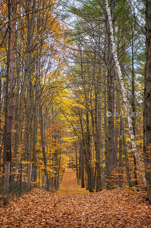 加拿大沃恩，伍德布里奇的秋天森林小路