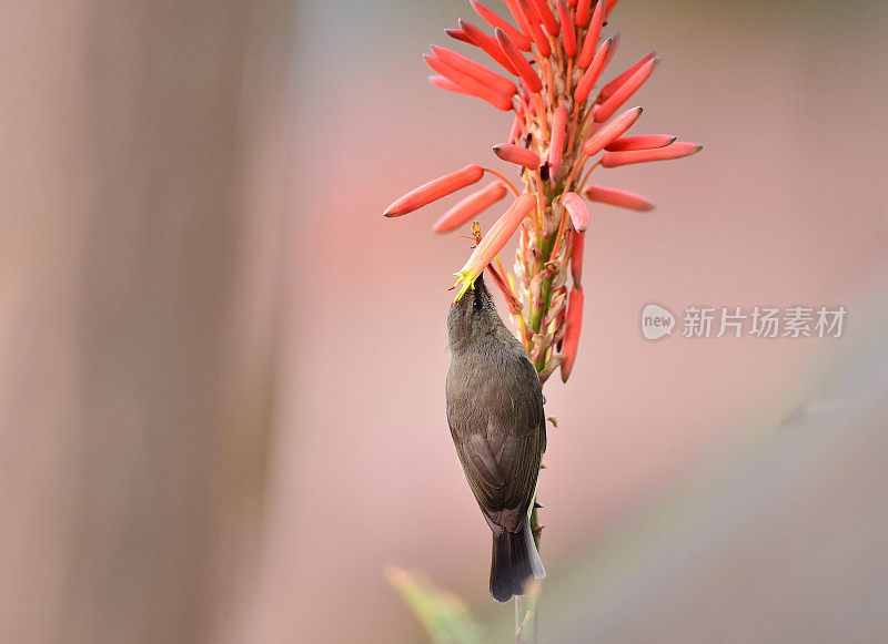 太阳鸟