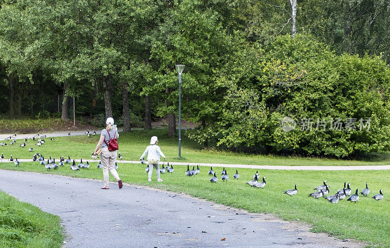 一个年轻的女人和一个6岁的白人女孩在城市公园散步，遇到了一大群大雁。