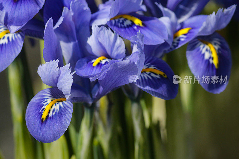 近景的蓝色花朵和矮蝴蝶花的叶子在开花的花园边界，晴天，聚焦前景