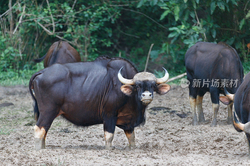 动物:野牛群，也被称为印度野牛(牛牛)