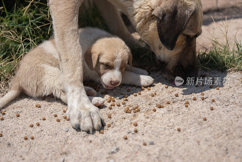 无家可归的小狗妈妈在外面的街上吃着狗食。