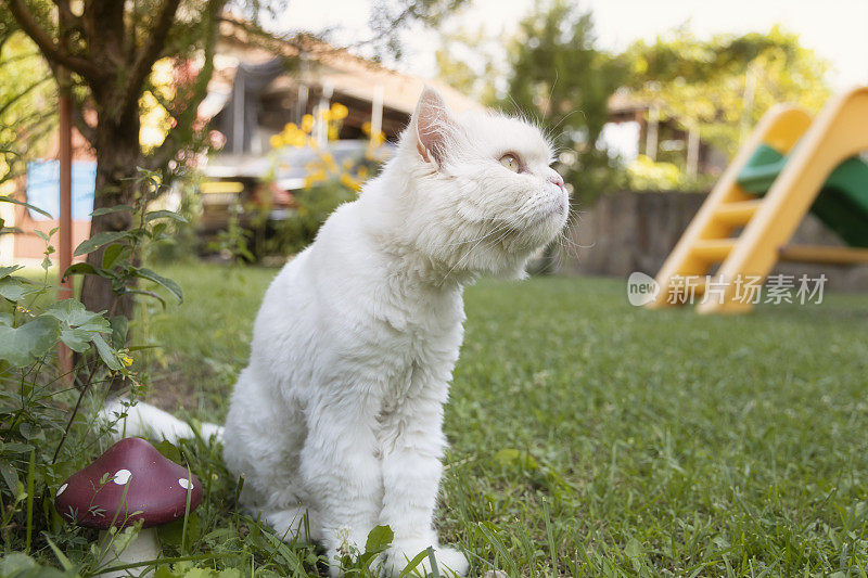 一只白猫在花园里散步。住在房子里的家猫。