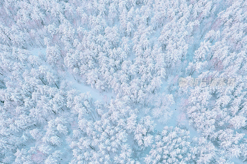 鸟瞰图的松林覆盖着雪。