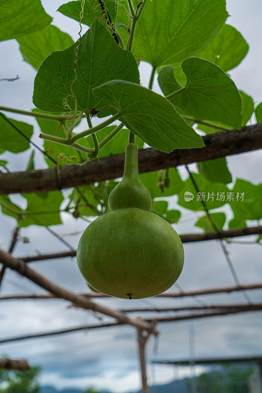 葫芦在树上