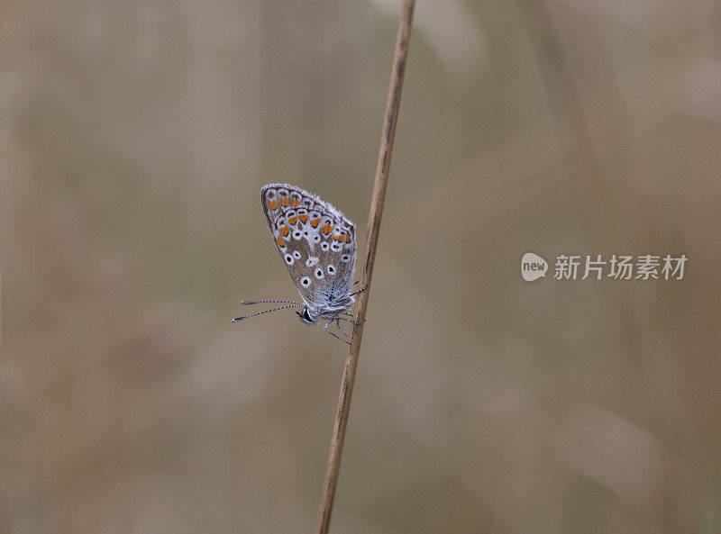 褐阿格斯蝴蝶