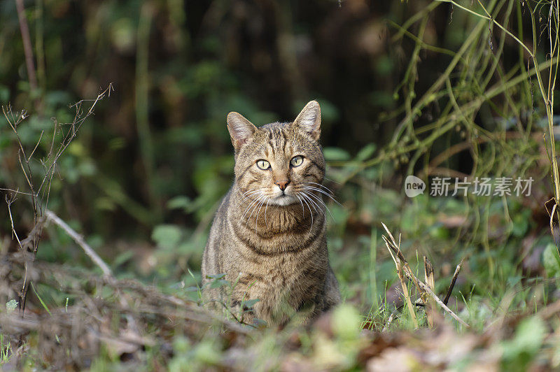 树林里的猫