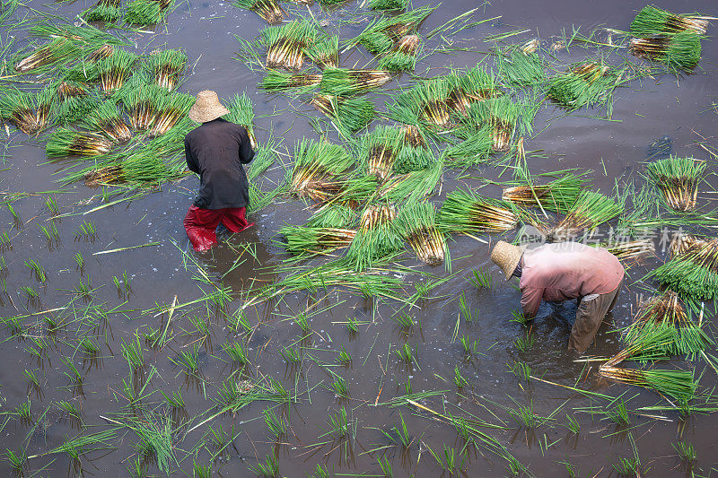 上午，两名农民在使用传统灌溉系统的稻田里收割和准备水稻种子，从上往下拍摄。
