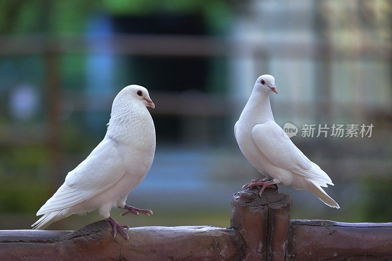 两个美丽的鸽子