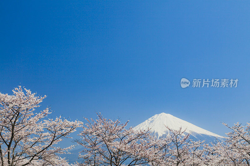 富士山和粉红色的樱花