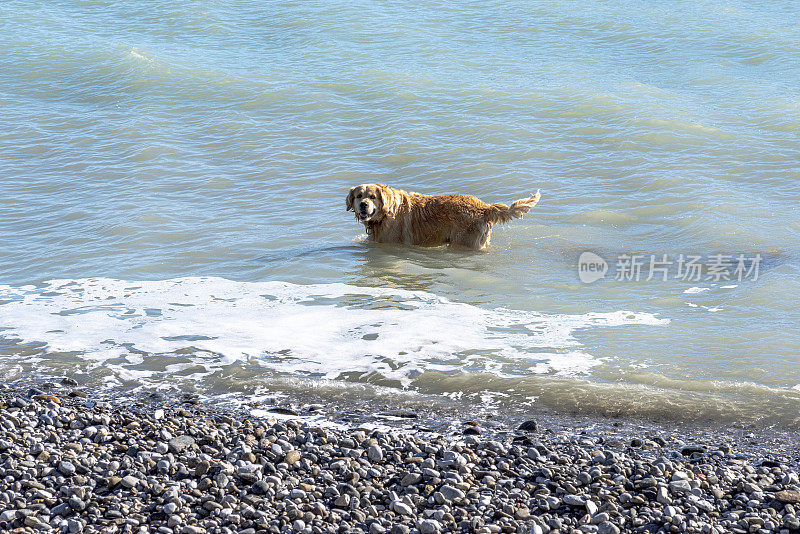 可爱的雄性金毛猎犬站在海边的大海上。