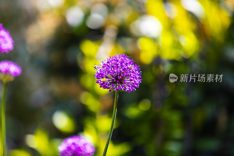 后院的紫色葱属植物