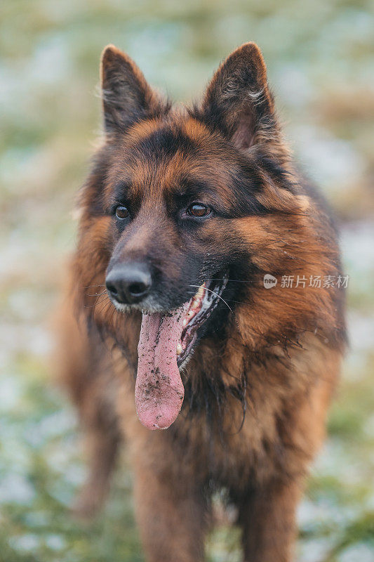 一幅德国牧羊犬在户外的画像