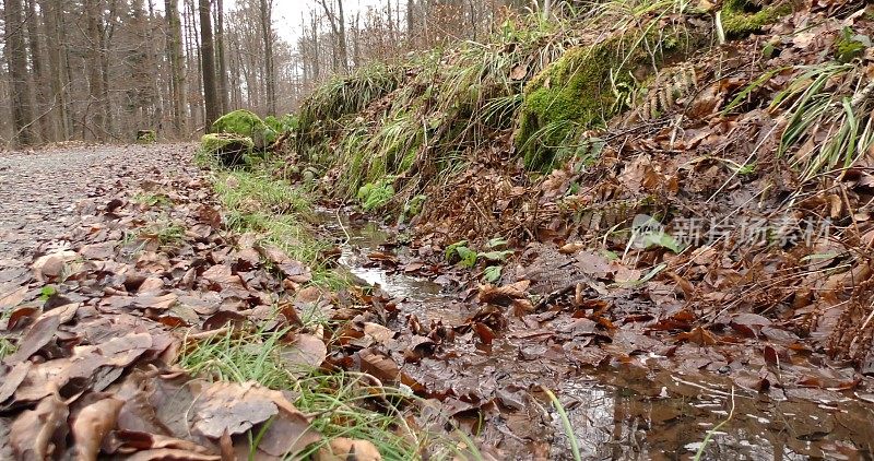深秋时节，山区森林里流淌着清澈的溪水