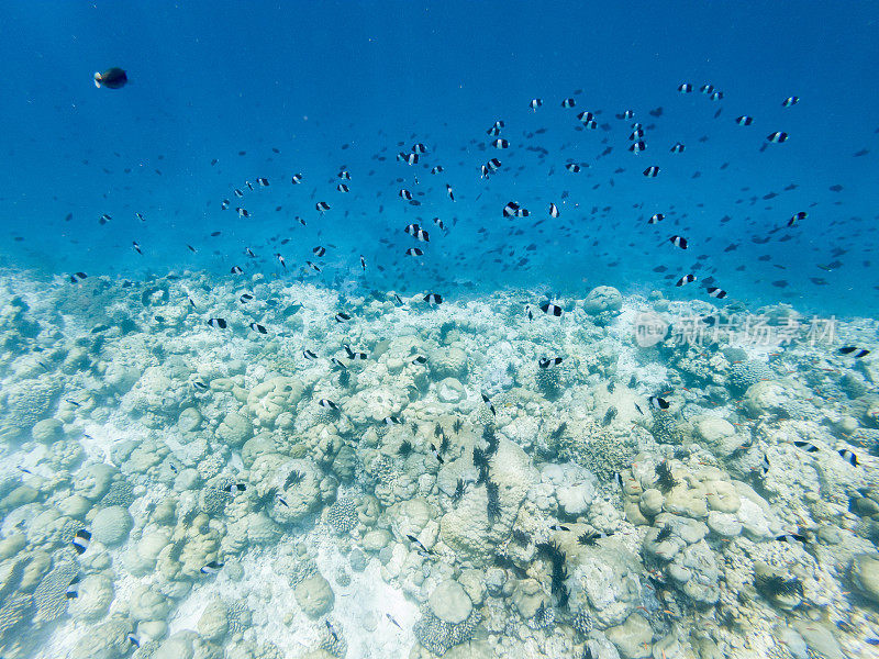 水下拍摄的暗礁和鱼群