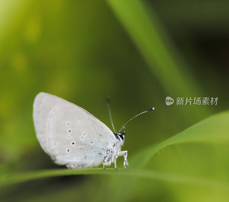 蓝色小蝴蝶(丘比特小蝴蝶)