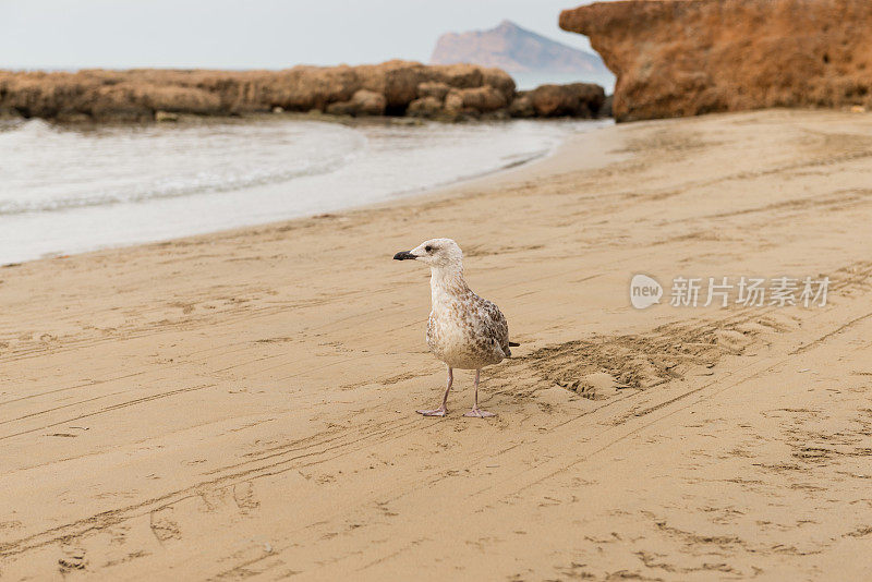 小海鸥(海鸥科)在沙滩上行走。