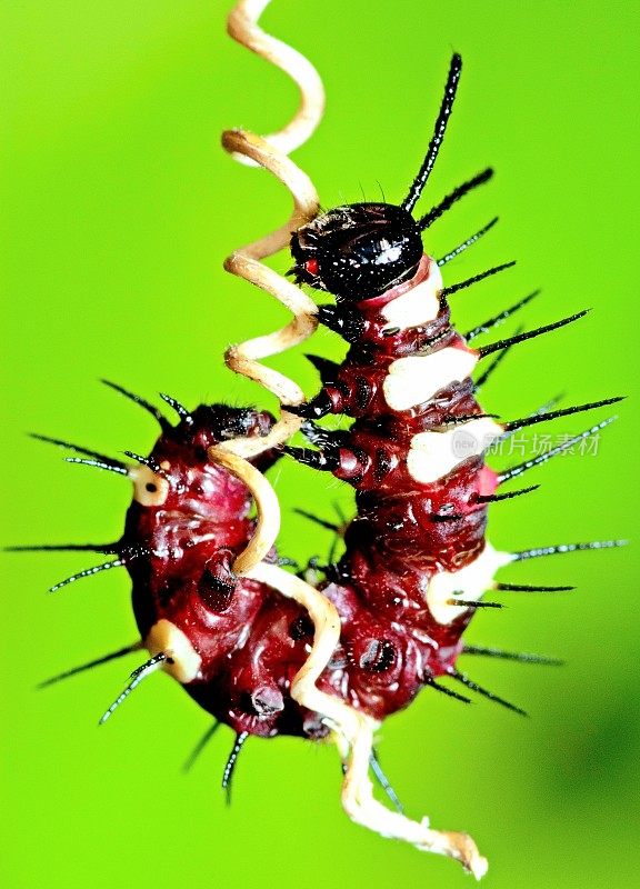 毛虫在螺旋藤蔓上爬行J形——动物行为。