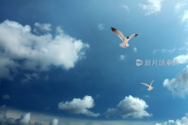 两只海鸥飞过多云的蓝天