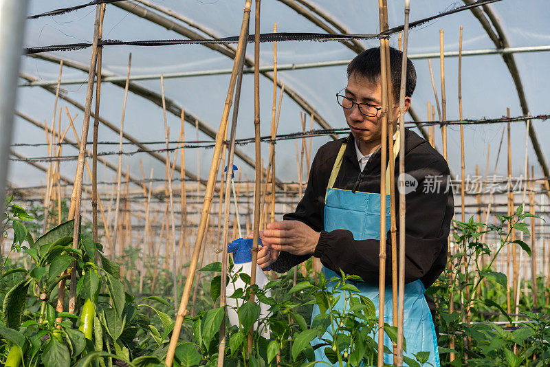 在蔬菜温室工作的农民