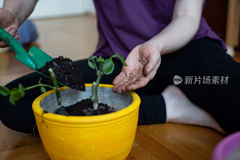 一个不认识的女人在盆栽室内植物