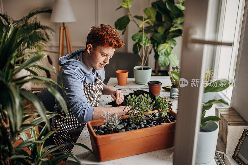 红发少年在家里种植室内植物