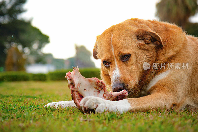金毛猎犬从骨头上剔肉