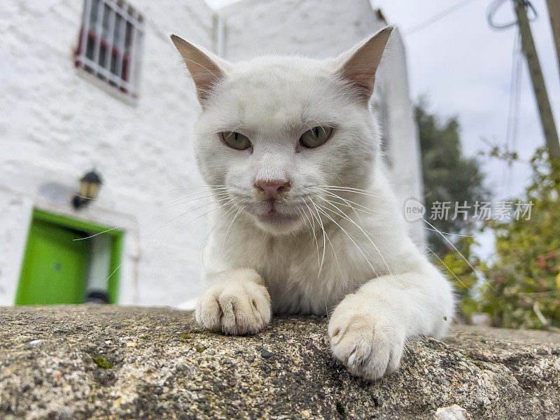 很脏的猫盯着摄像机