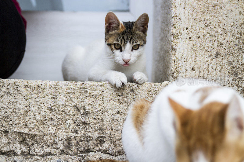 猫看着其他的猫