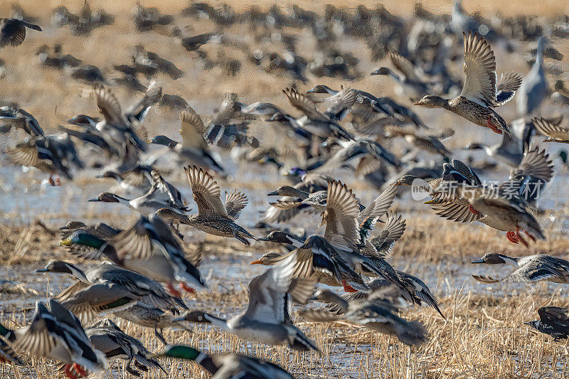 一大群(100只)野鸭和针尾鸭一起飞行