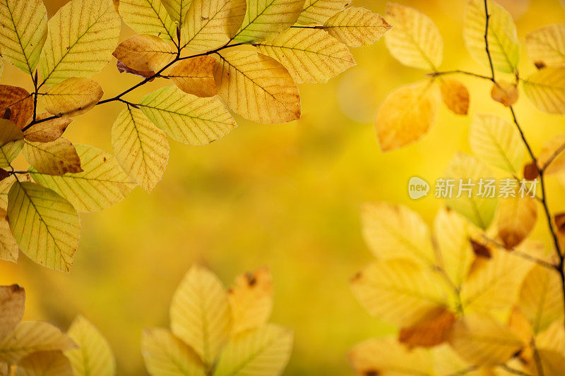 秋天森林里的树叶。库存图片